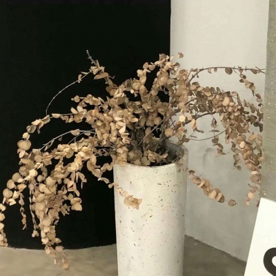 兽设自然元素结合兽圈社群